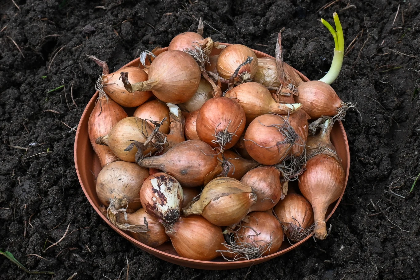 Sadząc cebulę przed nadejściem zimy, warto postawić na takie odmiany, które są w stanie przetrwać trudne warunki pogodowe. 