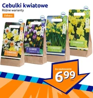 Cebulki kwiatowe Narcissus