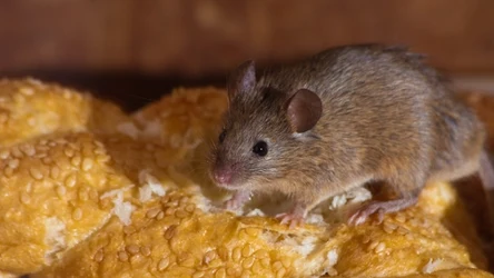 To właśnie zimą myszy najczęściej odwiedzają polskie domy. Poszukują bowiem pożywienia i schronienia