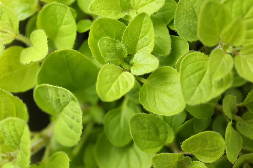 Oregano to popularne w kuchni zioło i można wykorzystywać je na mnóstwo sposobów