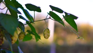 Zbiór szyszek należy rozpocząć pod koniec sierpnia lub początkiem września, a następnie je ususzyć