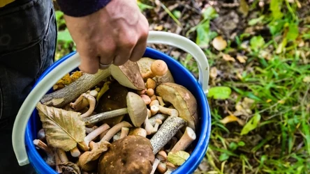 Grzybiarze potwierdzają wysyp grzybów w lasach. Jakie gatunki można znaleźć w czerwcu? 