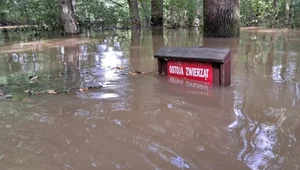 Lasy Państwowe liczą straty po powodzi. Padły pierwsze, zatrważające liczby