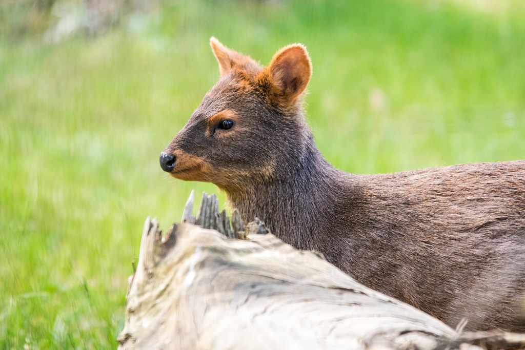 Pudu południowy to drugi najmniejszy jeleń na świecie. Mniejszy jest tylko pudu północny. Oba gatunki zamieszkują Amerykę Południową