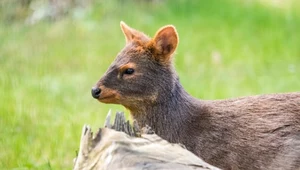 Pudu południowy to drugi najmniejszy jeleń na świecie. Mniejszy jest tylko pudu północny. Oba gatunki zamieszkują Amerykę Południową