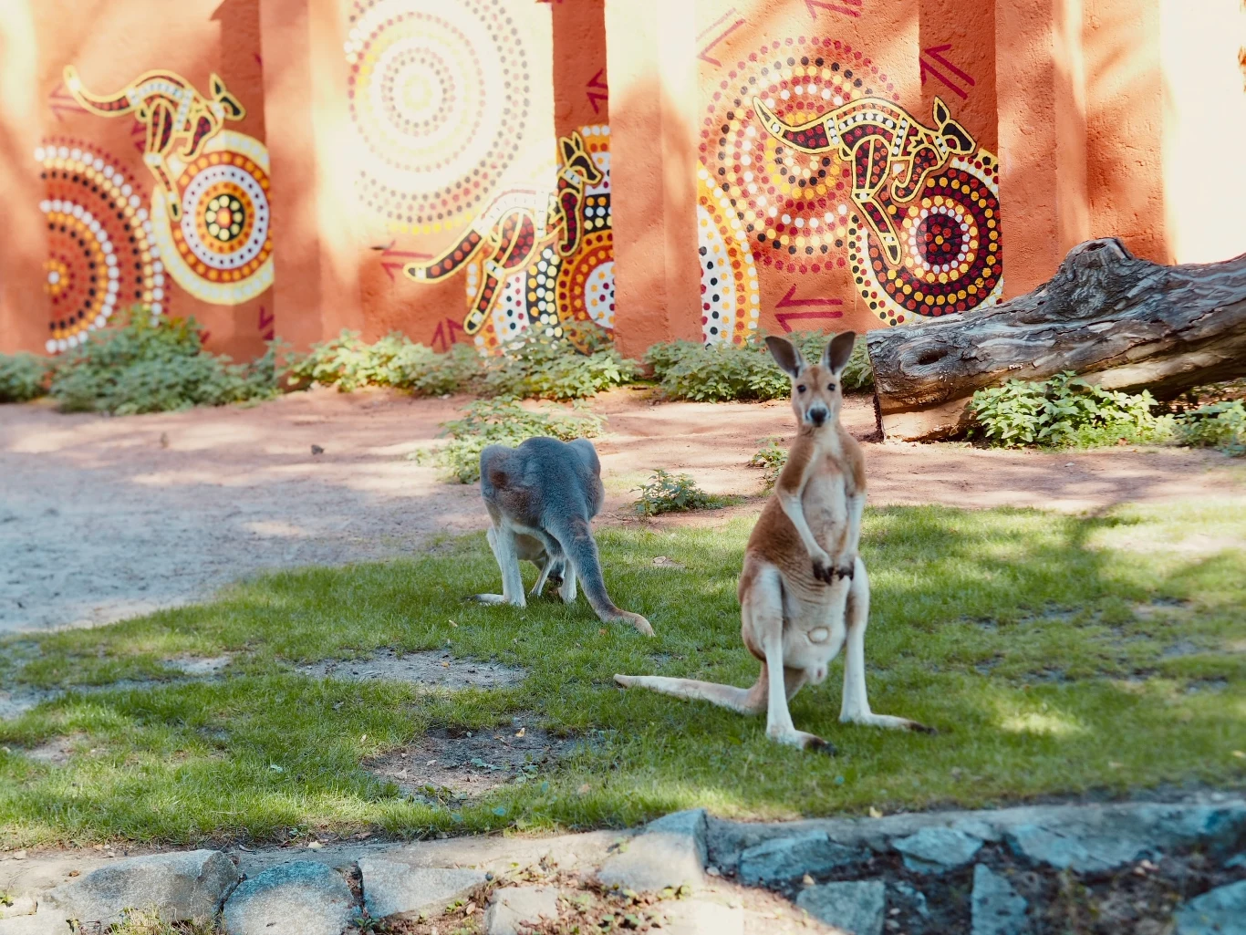 Kangury we Wrocławski ZOO
