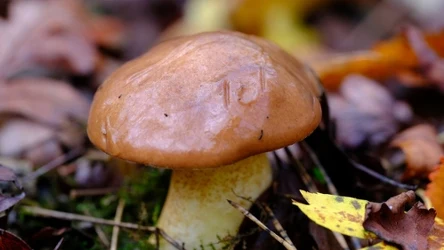 Widzisz te drzewa w lesie? Obok mogą rosnąć całe gromady maślaków