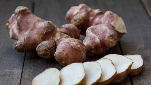 Topinambur zawiera inulinę pomocną dla diabetyków