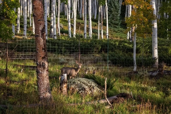 Zwierzęta stanowią dla Pando coraz większe zagrożenie.