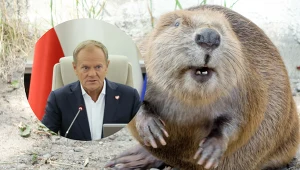 Premier zaskoczył ministrów. Zaczął mówić o bobrach, zaatakował PiS 