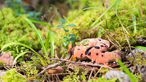 Kolczakówka piekąca to rzadki grzyb o wyjątkowym wyglądzie