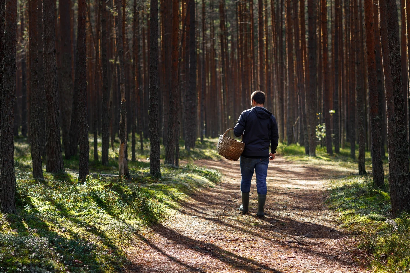 Gdzie szukać grzybów? Pod tymi drzewami rośnie ich najwięcej.