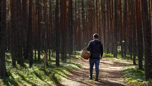 Wrócisz z lasu z pełnym koszem grzybów. Wystarczy, że zajrzysz pod te drzewa 