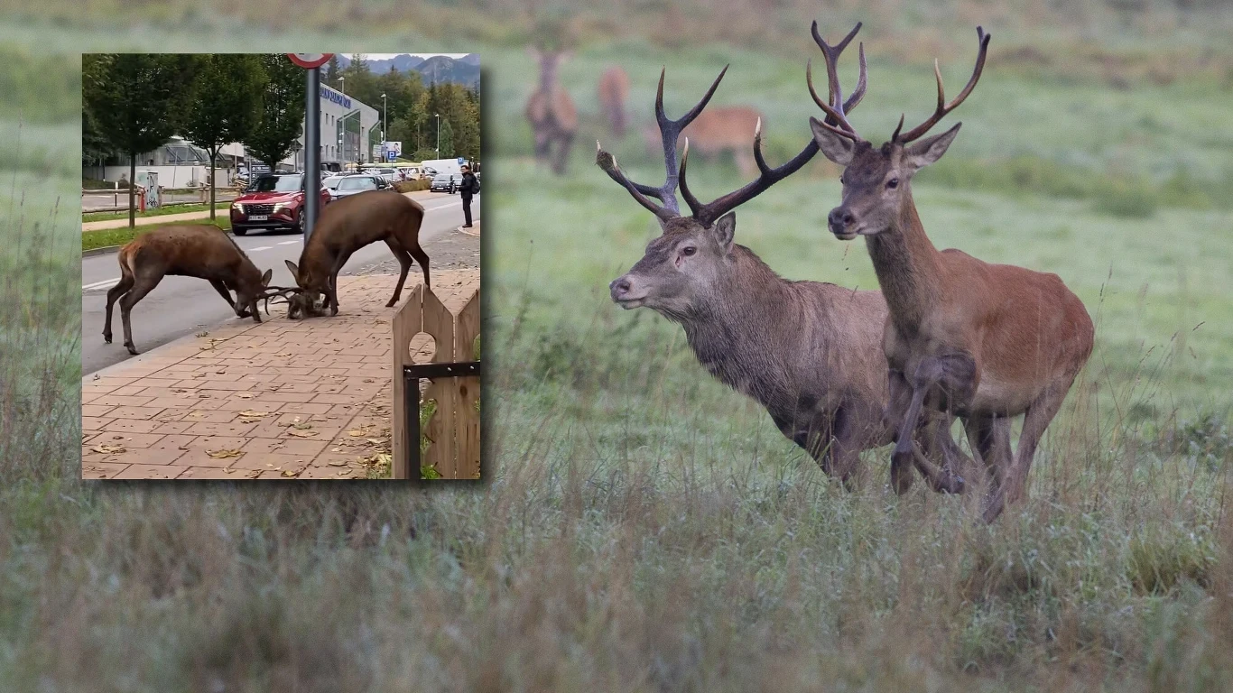 W weekend w Zakopanym zaobserwowano dwa walczące ze sobą jelenie W weekend w Zakopanym zaobserwowano dwa walczące ze sobą jelenie