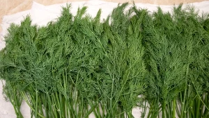 Nie ma lepszego sposobu na mrożenie koperku. Zapomnij o pojemniku po lodach