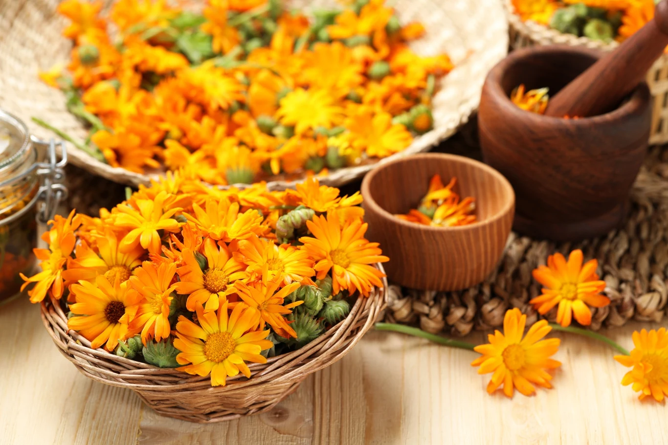 Maść nagietkowa wykorzystuje niezwykłe właściwości lecznicze nagietka lekarskiego.