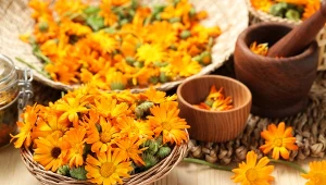 To nie tylko ozdoba ogrodu. Możesz dodać je do wielu potraw