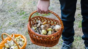 Pełny koszyk gwarantowany tylko wtedy. To najpopularniejsze przesądy grzybiarzy