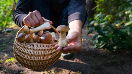 Gdzie jest teraz wysyp grzybów? Wybierz się na pierwsze grzybobranie jeszcze w czerwcu. 