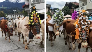 Jesień w Tyrolu. Redyk w Hopfgarten, piesze wędrówki i raj dla rowerzystów