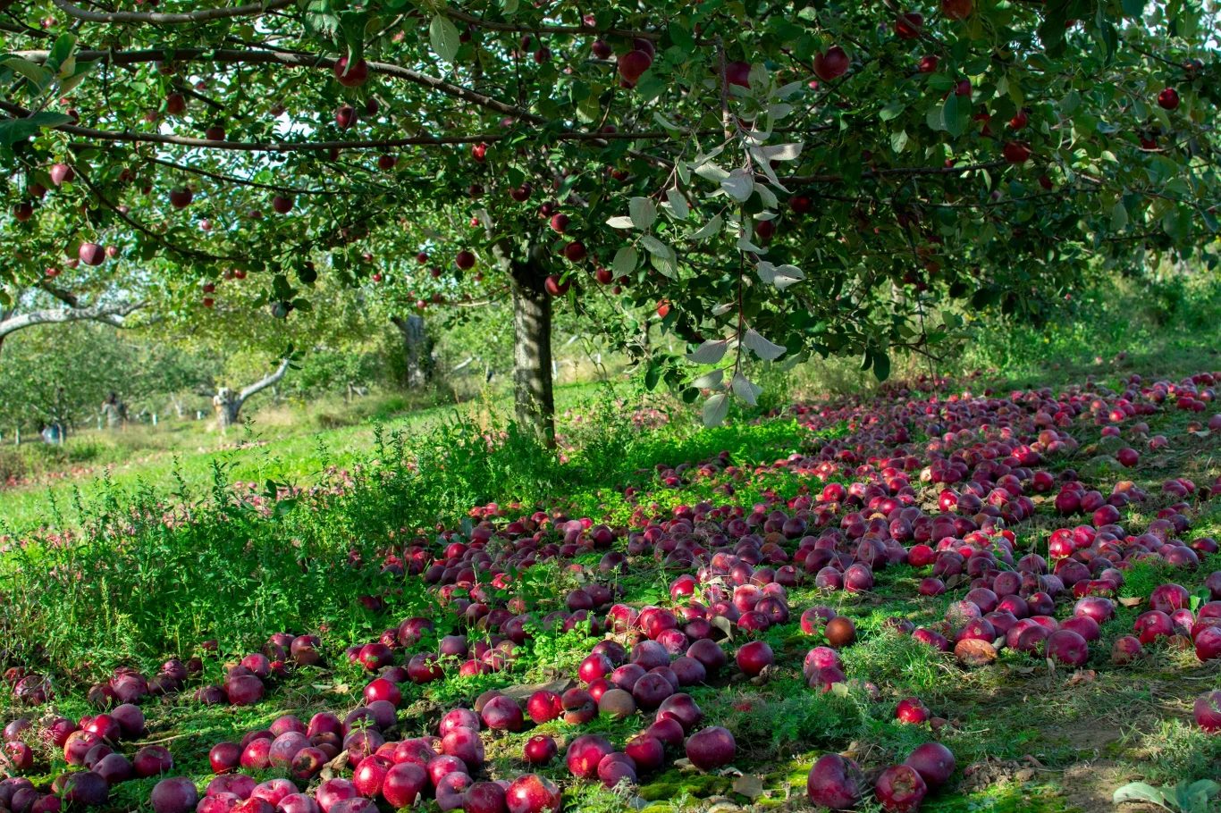Gdzie wyrzucać spady owoców? Zalegające pod drzewami bywają kłopotliwe. 
