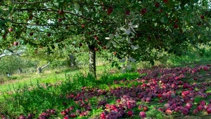 Gdzie wyrzucać spady owoców? Kontener czy kompostownik? 