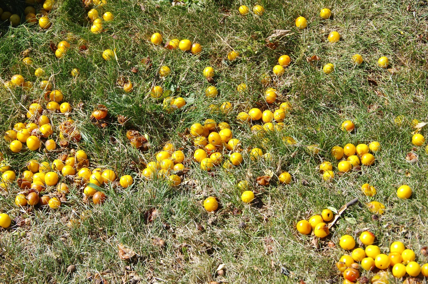 Zalegające i gnijące owoce pod drzewami mogą być źródłem chorób grzybowych.