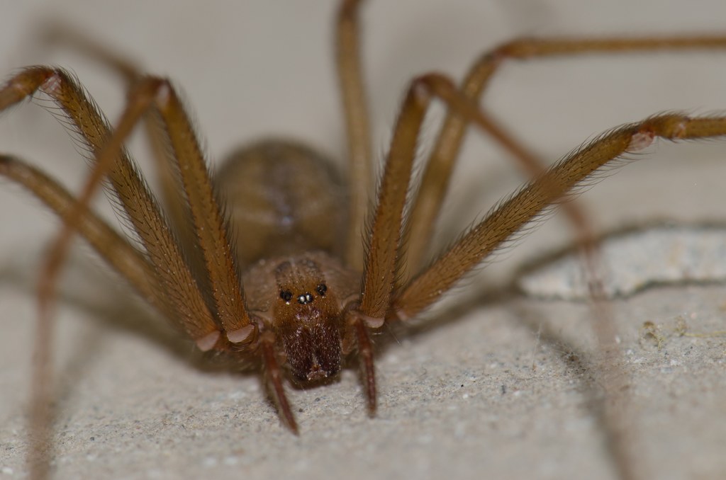 Pustelnik z gatunku Loxosceles rufescens