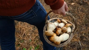 W tych miejscach rośnie najwięcej prawdziwków. Wyjdziesz z lasu z pełnym koszem