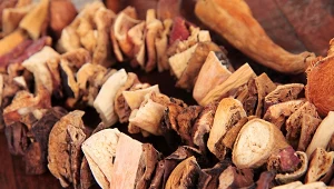 Tych grzybów nie można suszyć. Lepiej zamrozić lub zamarynować 