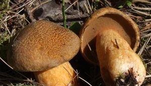 Większość omija te grzyby. Wprawieni grzybiarze wiedzą, że to rarytas