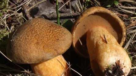 Co można zrobić z maślaka pstrego?