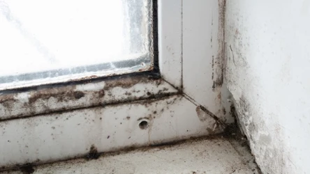 Poznaj sposób, jak zapobiegać pleśni w mieszkaniu