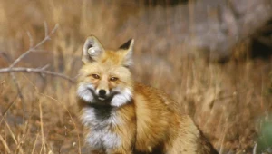 Fotograf nie mógł uwierzyć. Kamera uchwyciła jednego z najrzadszych lisów