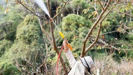 Jesienią należy przeprowadzić oprysk drzew owocowych tj. jabłonie, grusze i brzoskwinie. 