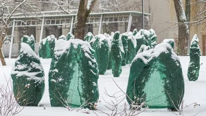 Tym nigdy nie okrywaj roślin na zimę. Bardziej im szkodzisz, niż pomagasz