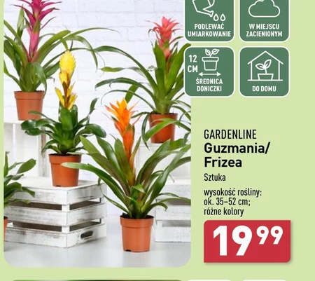 Фрізе Gardenline