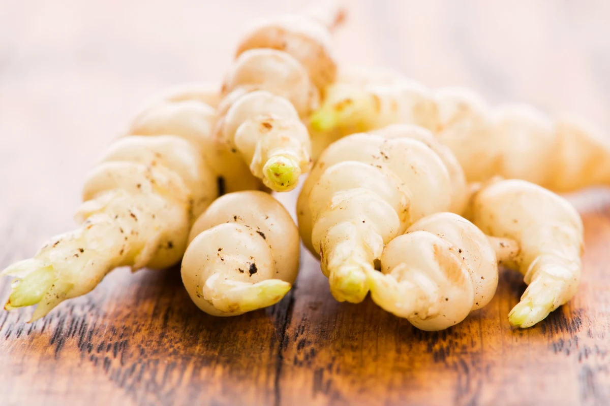 Czyściec bulwiasty jest uznawany za roślinę sprzyjającą długowieczności. Jak jego spożywanie wpływa na organizm? Czyściec bulwiasty jest uznawany za roślinę sprzyjającą długowieczności. Jak jego spożywanie wpływa na organizm?