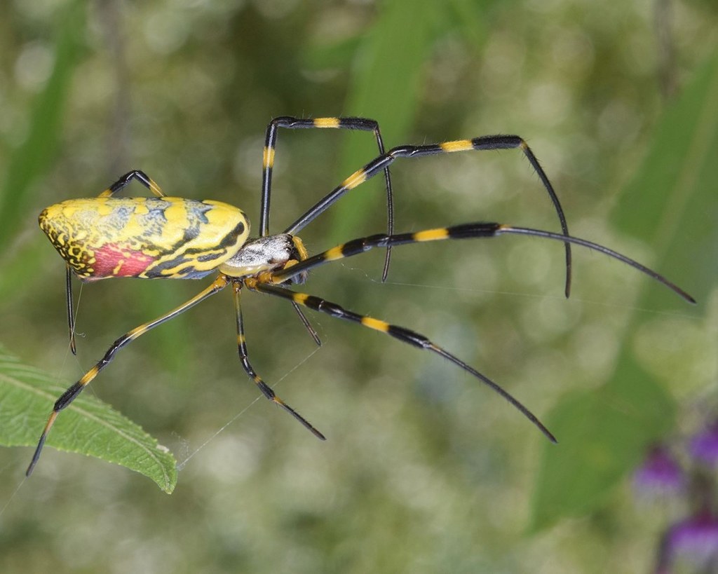 Prządka z rodzaju Trichonephila clavata - samica osiąga ogromne rozmiary