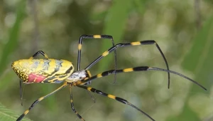 Prządka z rodzaju Trichonephila clavata - samica osiąga ogromne rozmiary