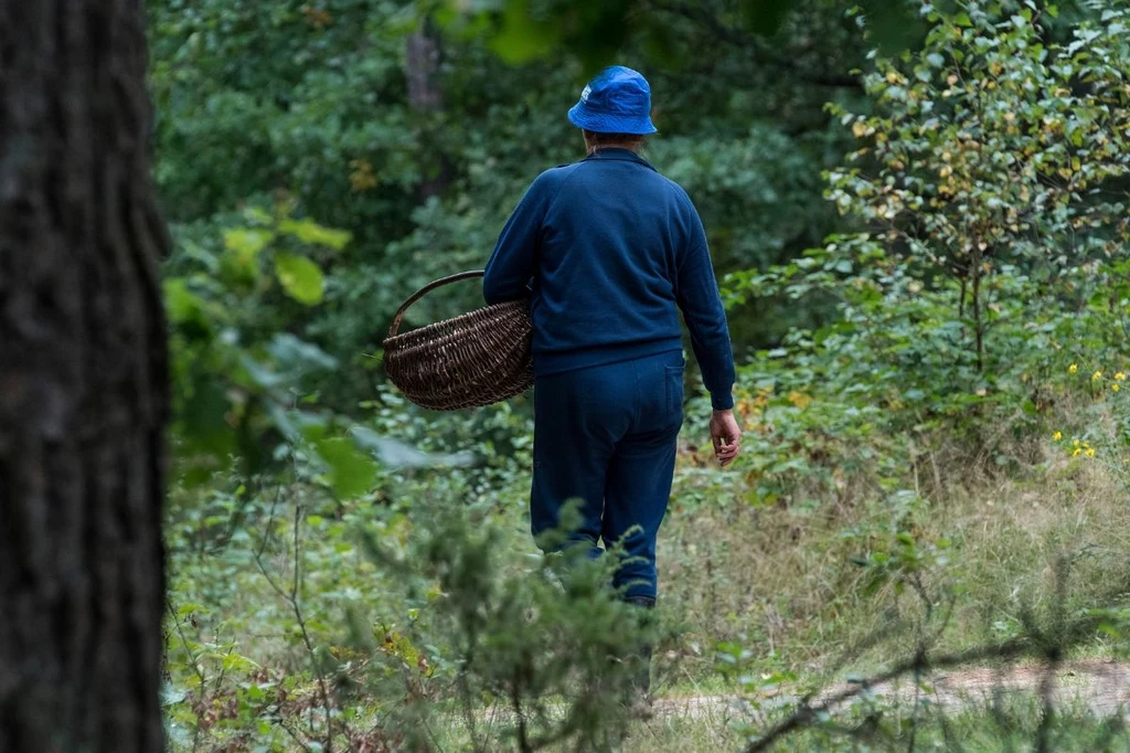 "Ten grzyb ma już właściciela". Afera grzybowa w polskich lasach