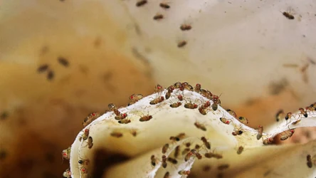 Muszki owocówki mogą pojawiać się w domu nawet wczesną wiosną (fot. akchamczuk)