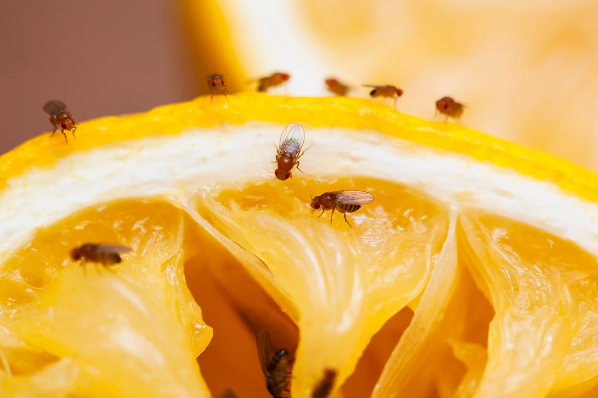 Muszki owocówki mogą niszczyć jedzenie oraz roznosić drobnoustroje (fot. Getty Images)