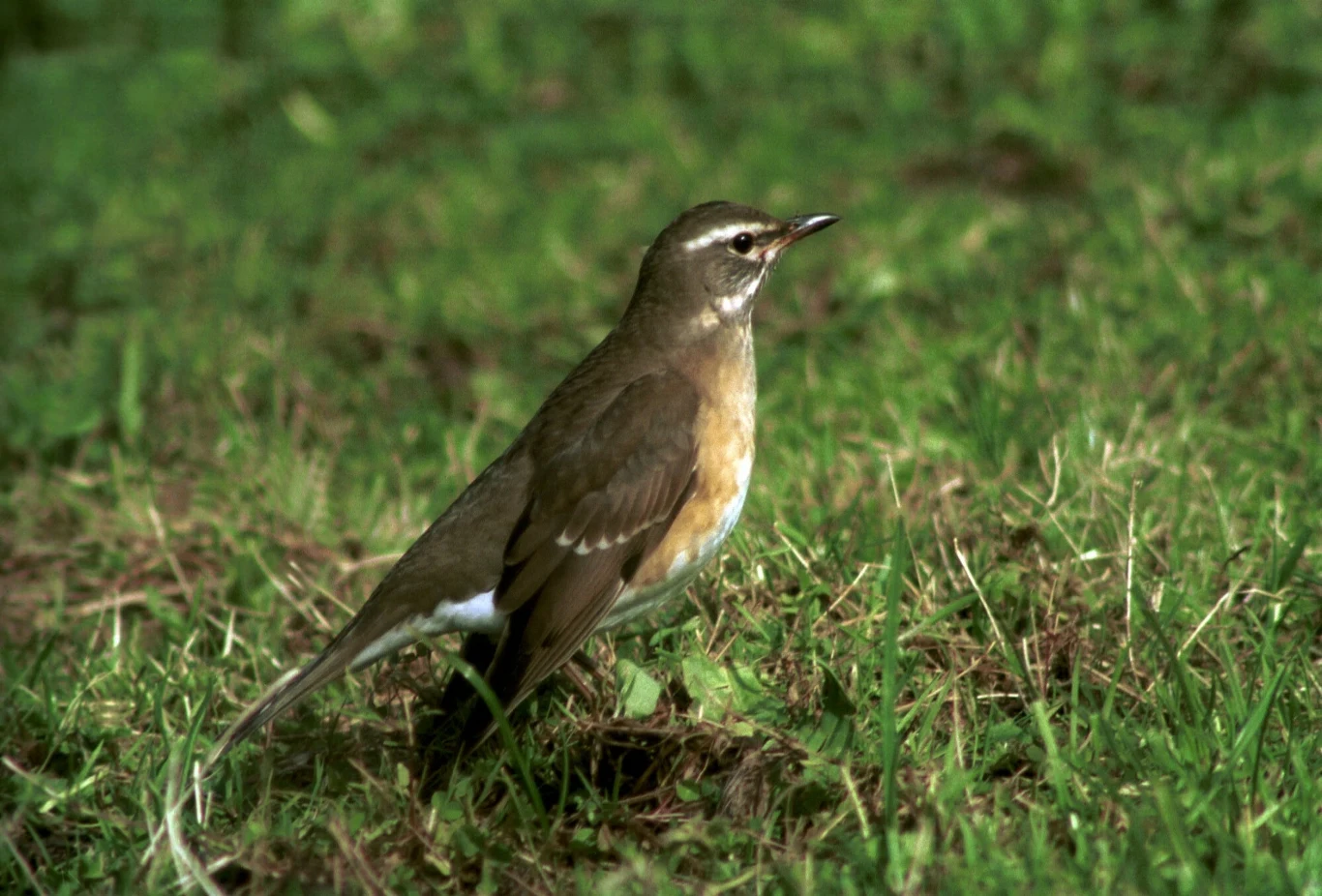 Drozd oliwkowy to wytrwały podróżnik. Dolatuje nawet do Australii