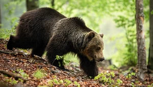 Słowacja znowu wstrząśnięta. Niedźwiedź zabił człowieka zbierającego grzyby