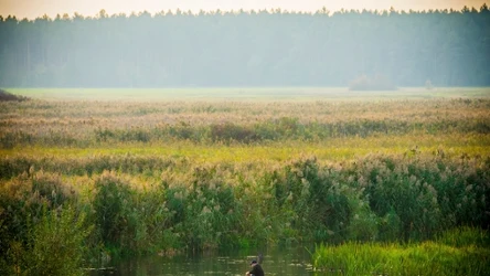Biebrzański Park Narodowy jako idealne miejsce wycieczkę jesienią. 