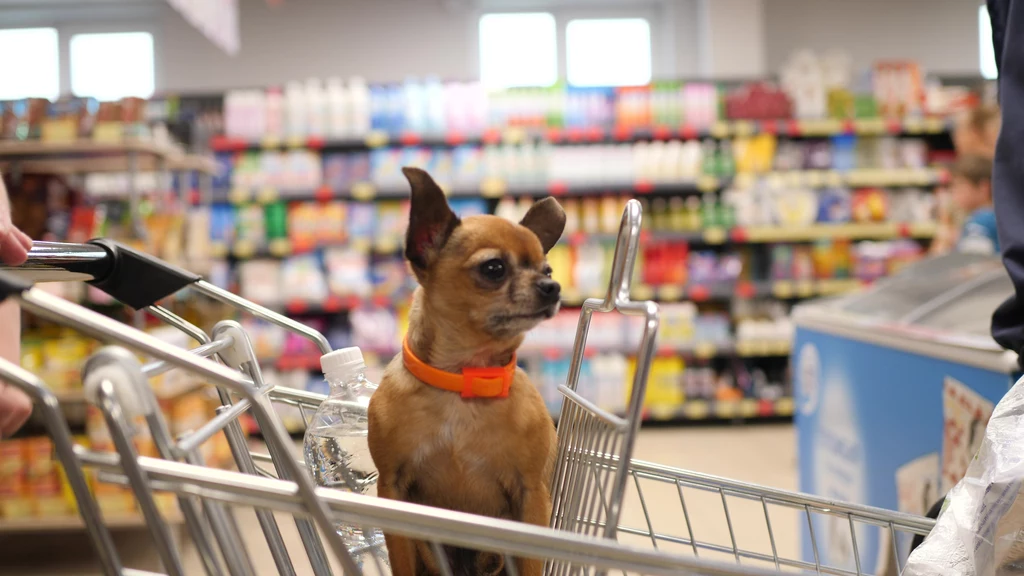 Sieć Auchan zdecydowała się na udostępnienie wózków dla psów w kolejnych 9 sklepach/zdjęcie poglądowe.