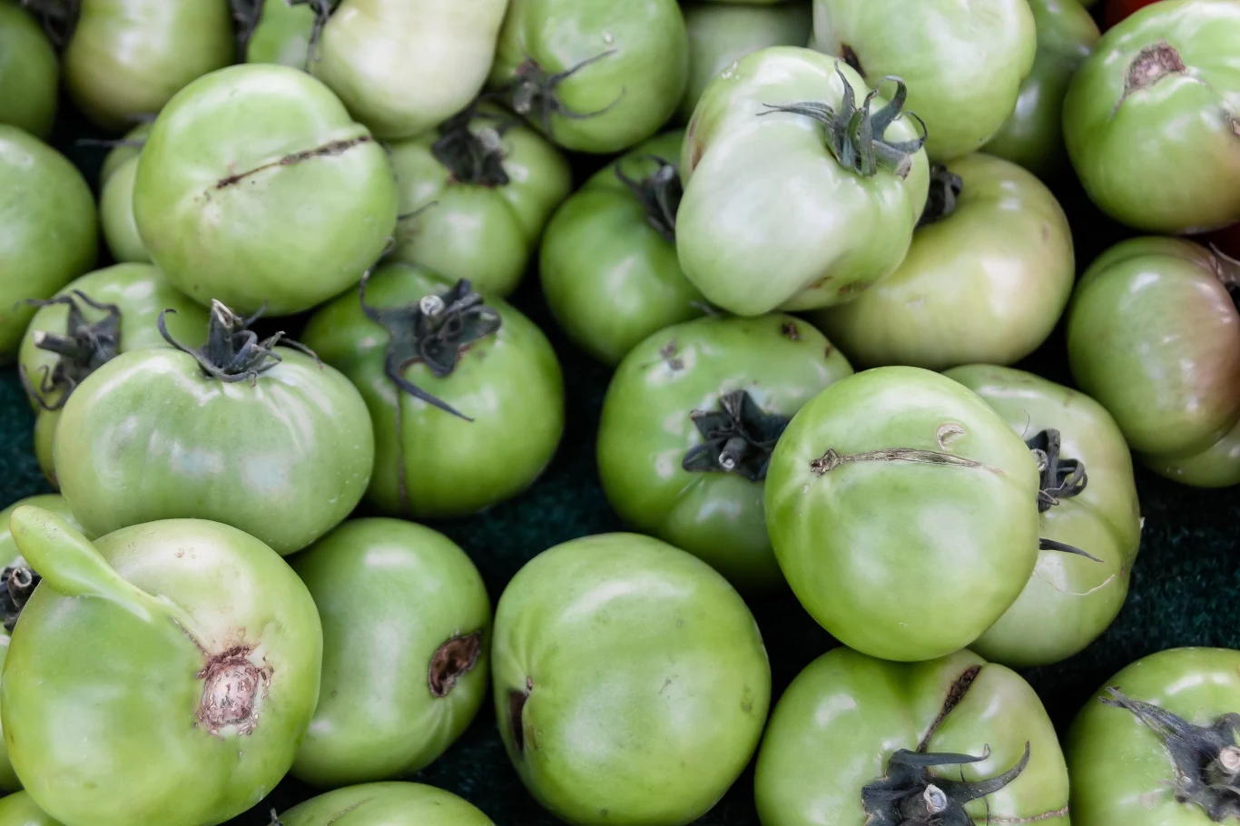 Dojrzewanie zielonych pomidorów można przyspieszyć. Połóż je obok tego, a niedługo będą nadawać się do spożycia Dojrzewanie zielonych pomidorów można przyspieszyć. Połóż je obok tego, a niedługo będą nadawać się do spożycia