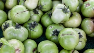 Zielone pomidory szybko dojrzeją w domu. Wystarczy, że położysz je obok tego