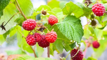 Sadzenie malin wiosną to doskonały pomysł. Sprawdź, jak posadzić maliny z pojemników, by zdrowo się rozwijały.